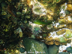 Pink tipped anemone, Puget Sound, WA by Alison Ranheim 
